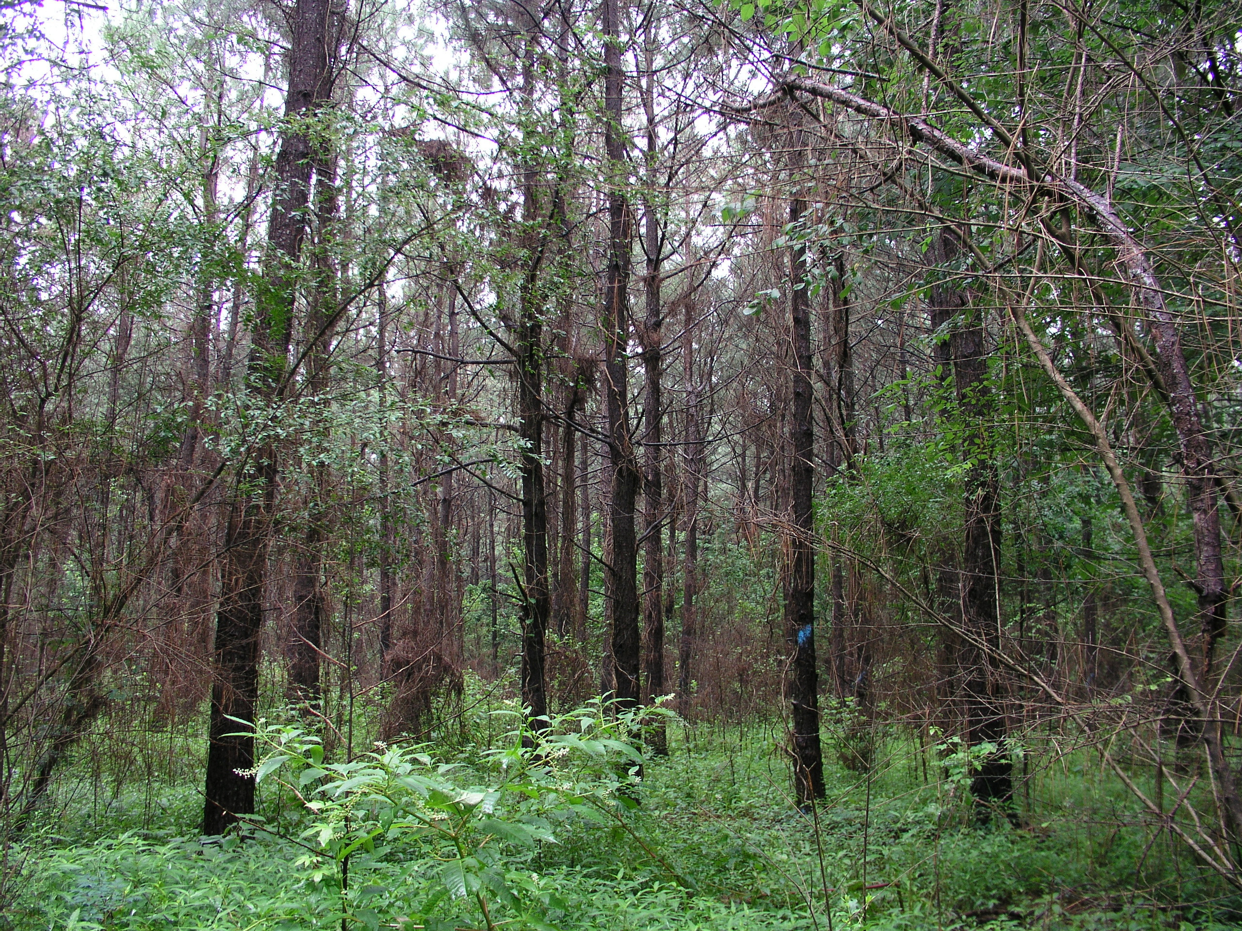 LSU AgCenter partners with Louisiana Tech University for timber tax workshop 